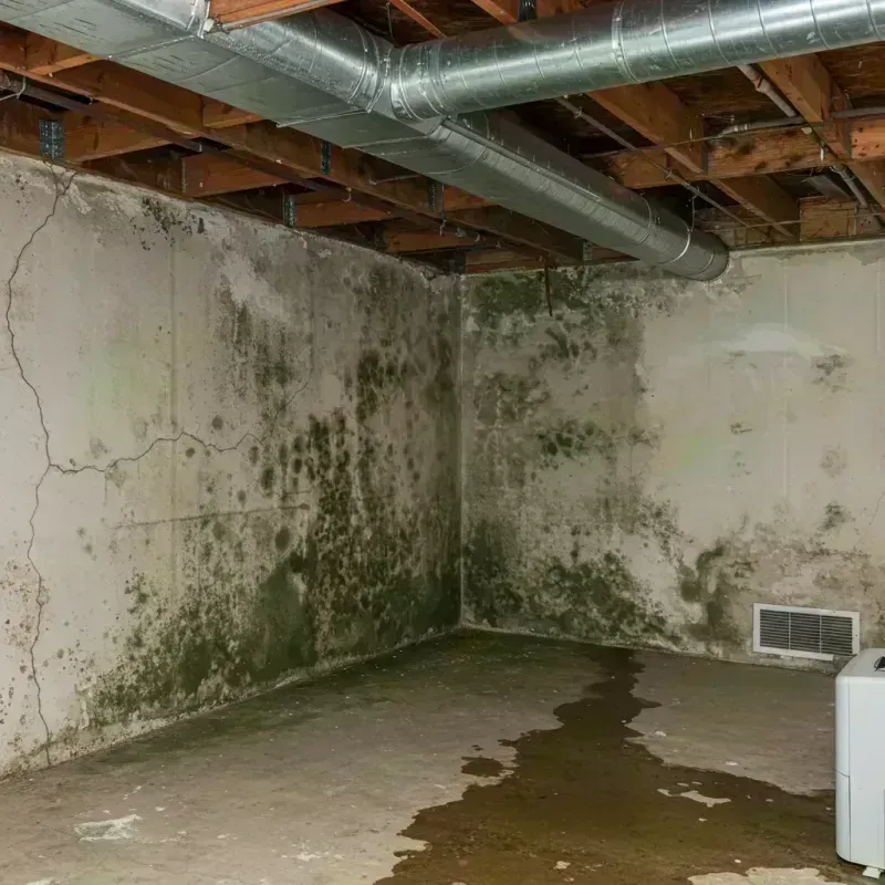 Professional Mold Removal in Longwood, FL